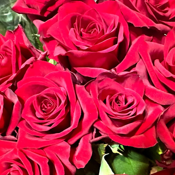 Dozen Red Roses - DELIVERY TO ALL LAUNCESTON SUBURBS