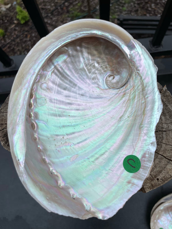 Shell Abalone Large - C