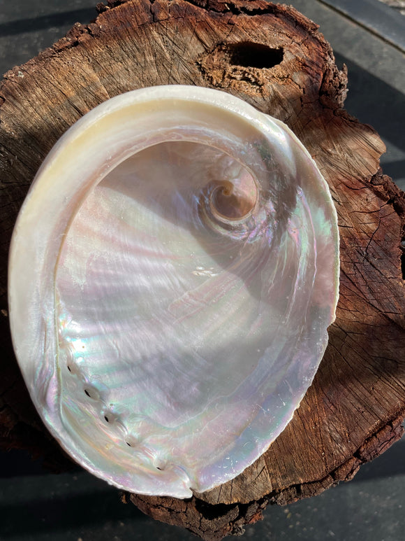 Shell Abalone Medium