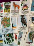 Australian Wildlife Guidance Cards - Published, Created & Produced in Tasmania